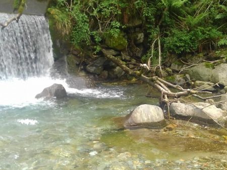 増水した渓でイワナ爆釣